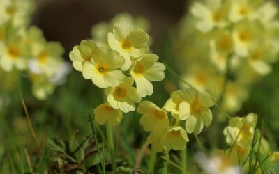 Détox du printemps ?